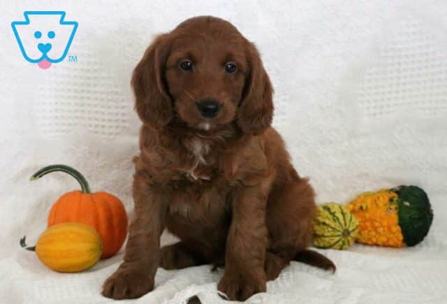 Louie Mini Goldendoodle image