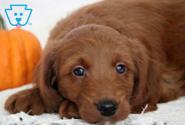 Louie Mini Goldendoodle2 image