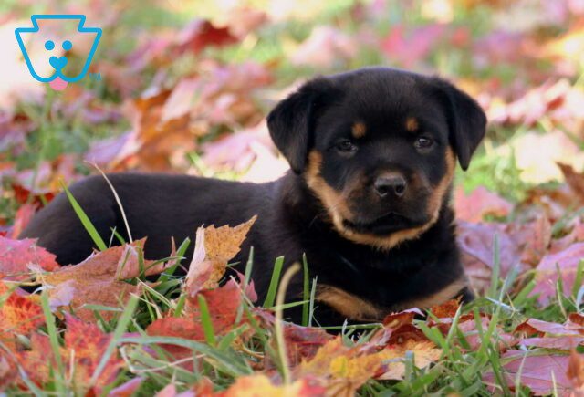 Macho Rottweiler image