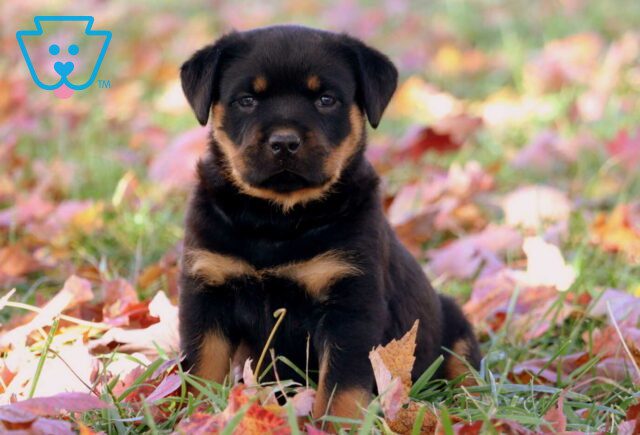Macho Rottweiler2. image
