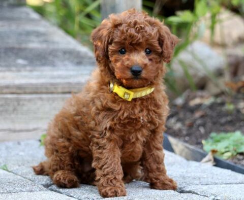 Macy Mini Poodle