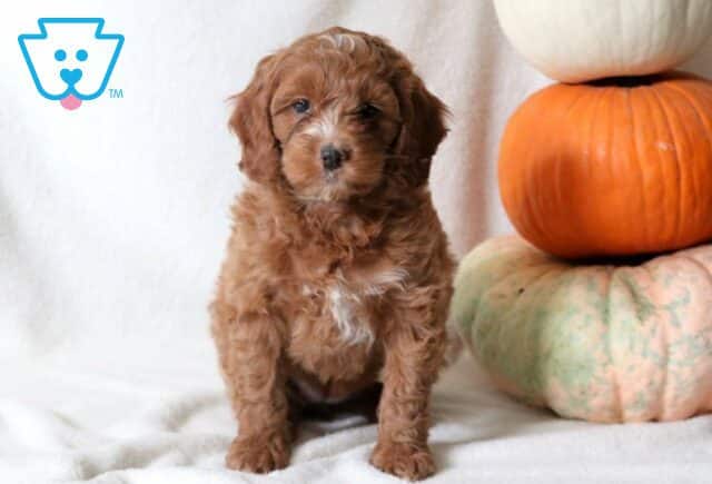 Maggie Cockapoo image