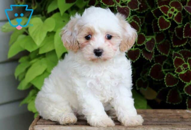 Makayla Maltipoo image