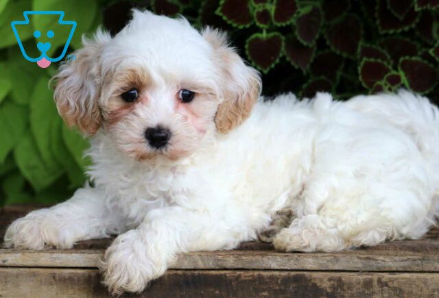 Makayla Maltipoo2 image