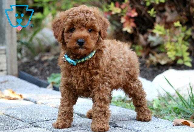 Mason Mini Poodle2 image