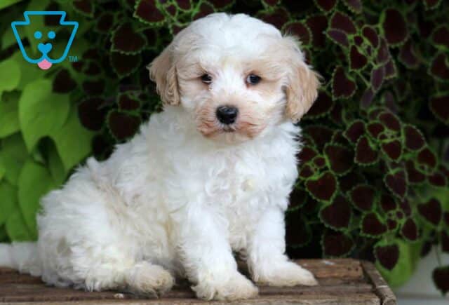 Max Maltipoo2 image
