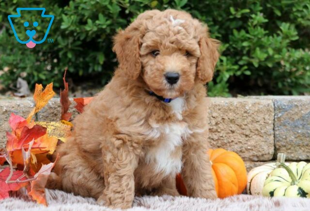 Meatball Mini Bernedoodle image