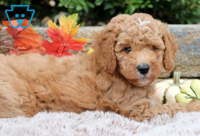 Meatball Mini Bernedoodle2 image