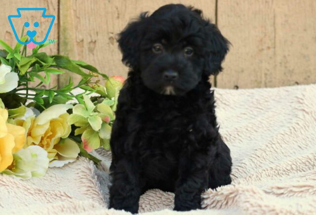 Mindy Mini Aussiedoodle image