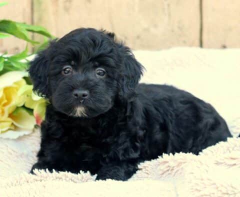 Mindy Mini Aussiedoodle2