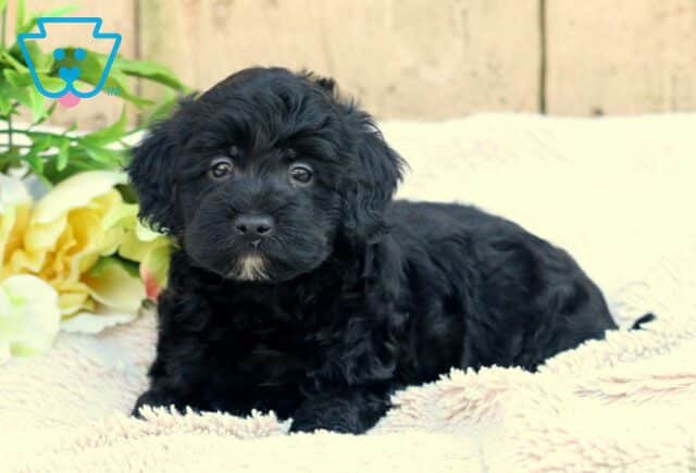 Mindy Mini Aussiedoodle2 image