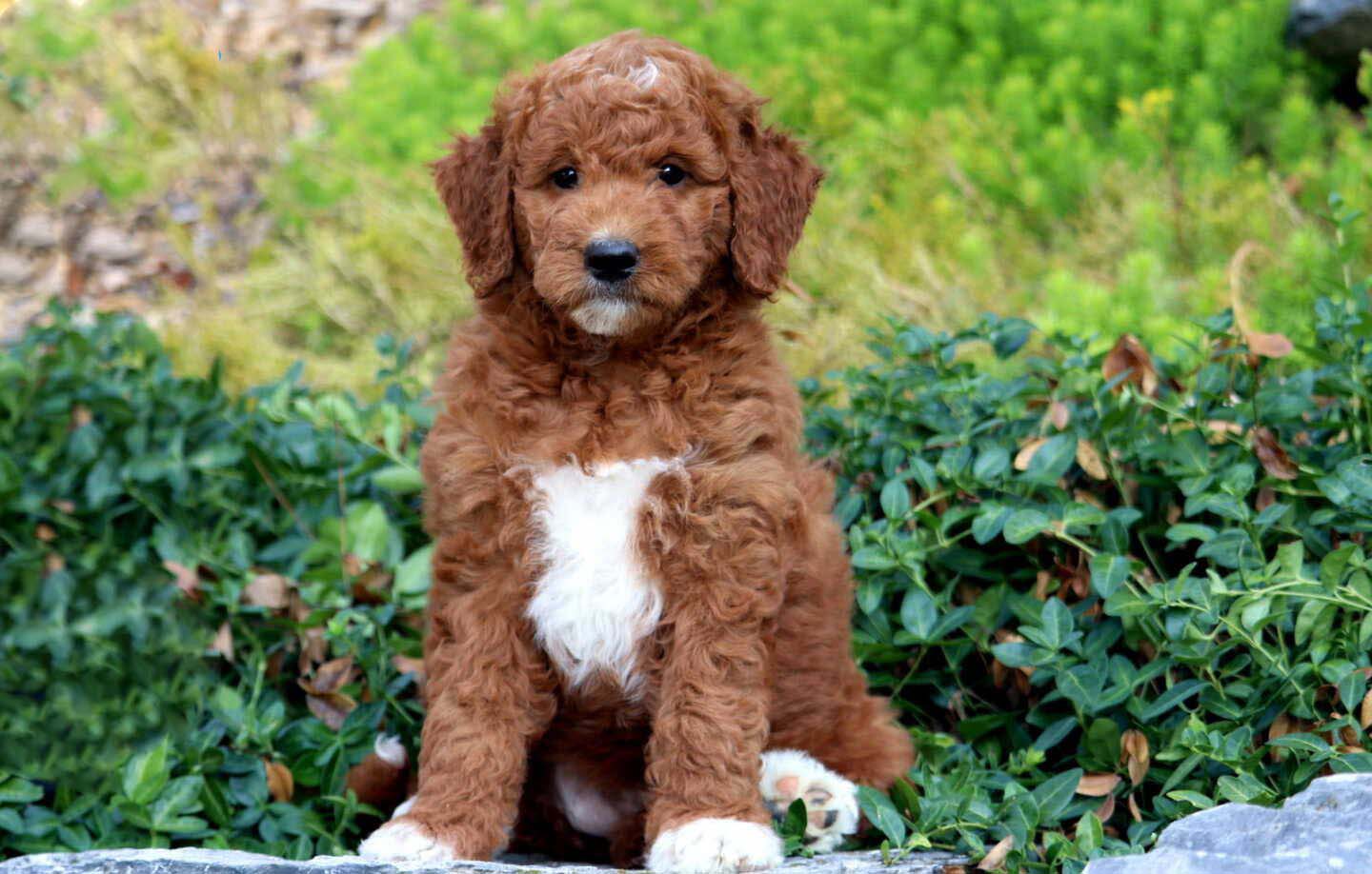 Mini Goldendoodle Puppies For Sale Keystone Puppies Mini Goldendoodle Puppies For Sale Keystone Puppies