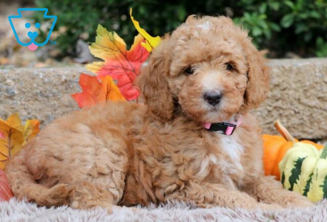 Mittens Mini Bernedoodle image