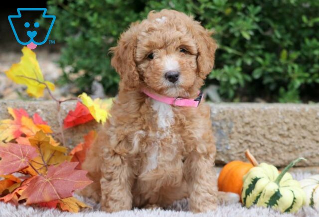Mittens Mini Bernedoodle2 image