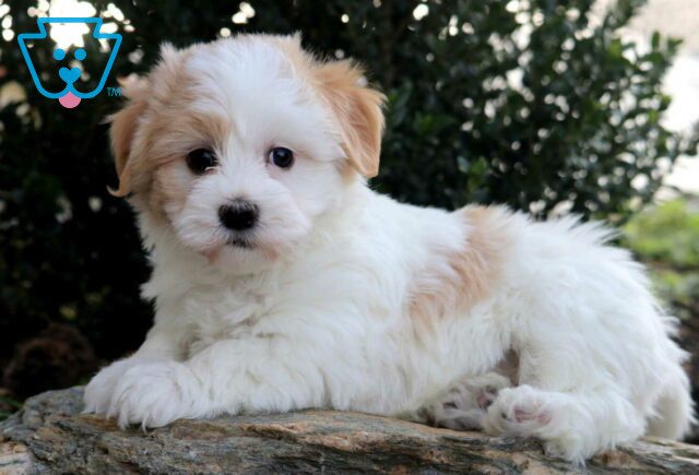 Nala Havanese image