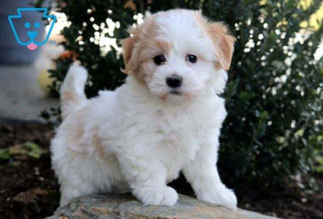Nala Havanese2 image