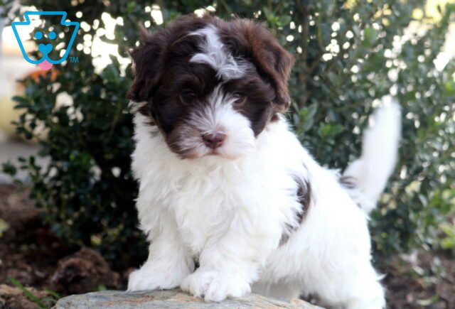 Necco Havanese image