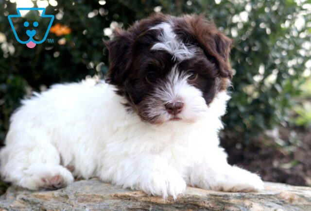 Necco Havanese2 image