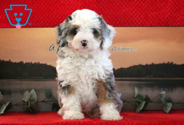 Neptune Mini Bernedoodle image
