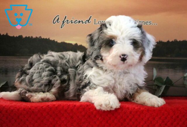 Neptune Mini Bernedoodle2 image