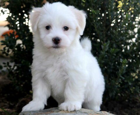 Nevon Havanese