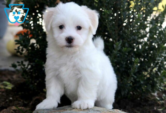 Nevon Havanese image