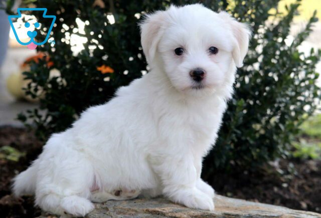 Nevon Havanese2 image
