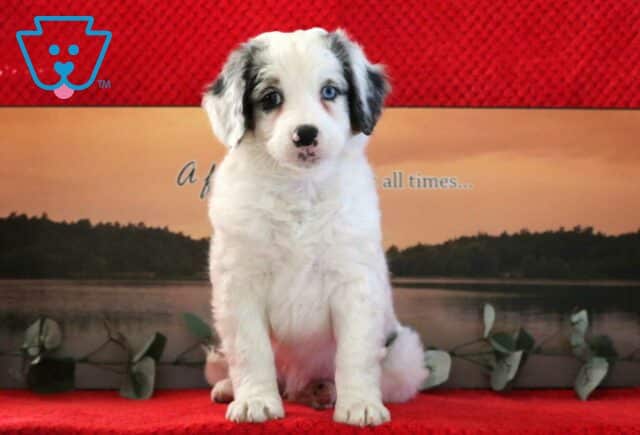 Newbie Mini Bernedoodle image