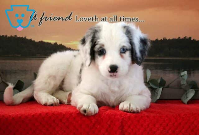 Newbie Mini Bernedoodle2 image
