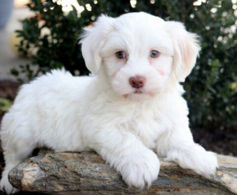 Nicholas Havanese2
