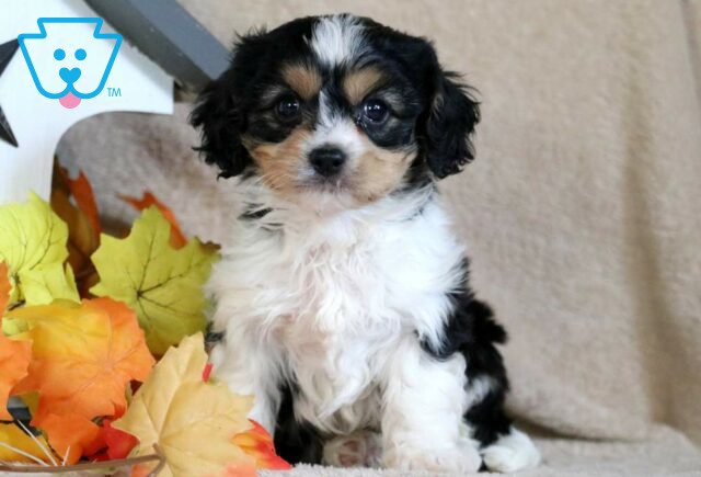Pal Cavachon image