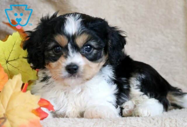 Pal Cavachon2 image