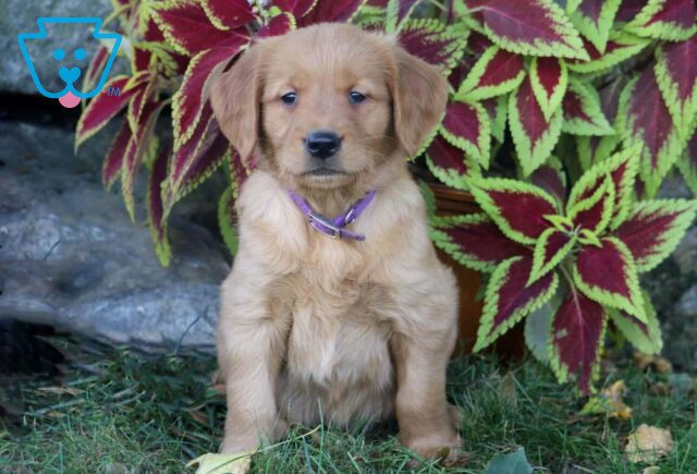Panda Golden Retriever image