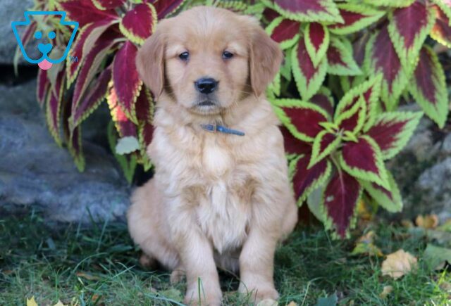 Paws Golden Retriever image