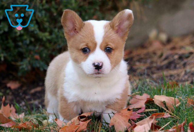 Peach Corgi image