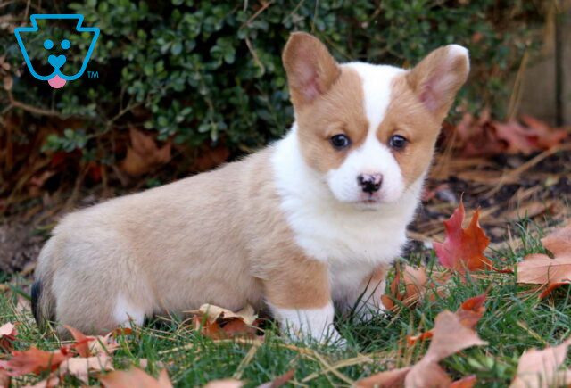 Peach Corgi2 image