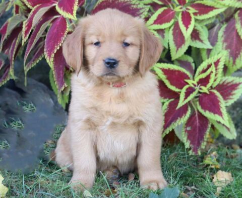 Peanut Golden Retriever
