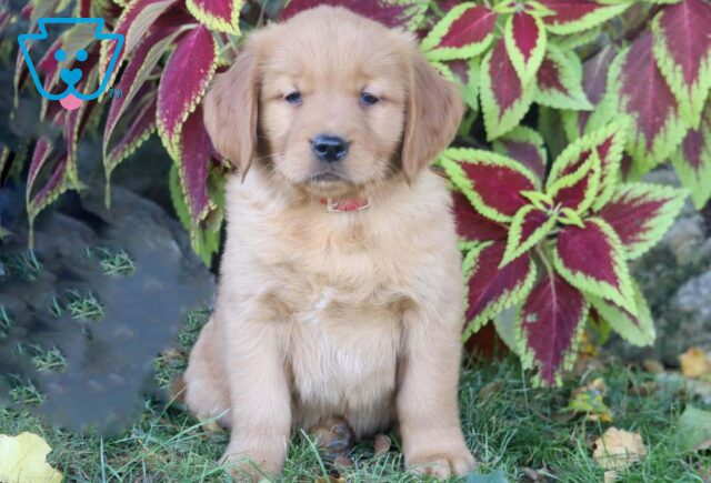 Peanut Golden Retriever image