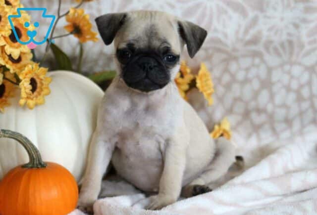 Penji Pug image