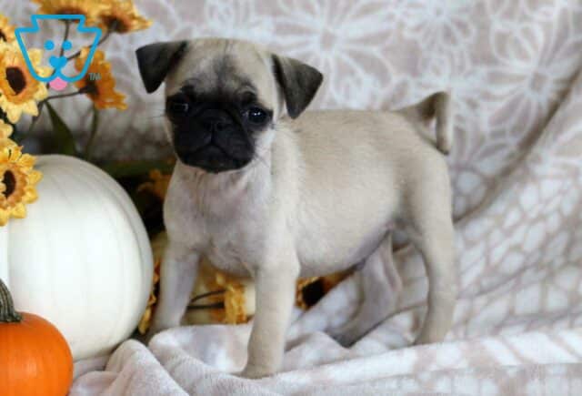 Penji Pug2 image