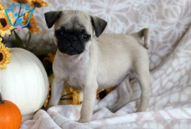 Penji Pug3 image