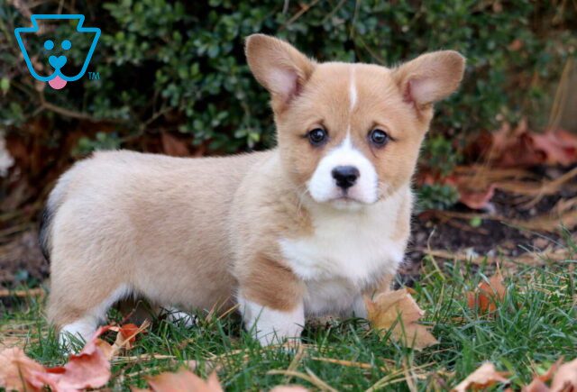 Penny Corgi image