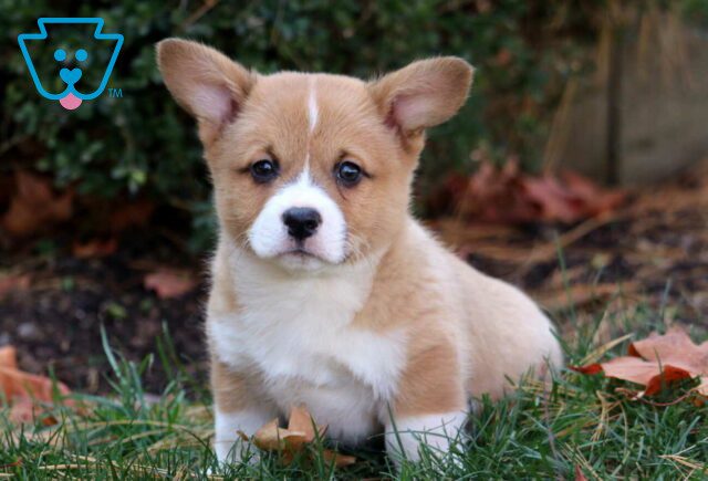 Penny Corgi2 image