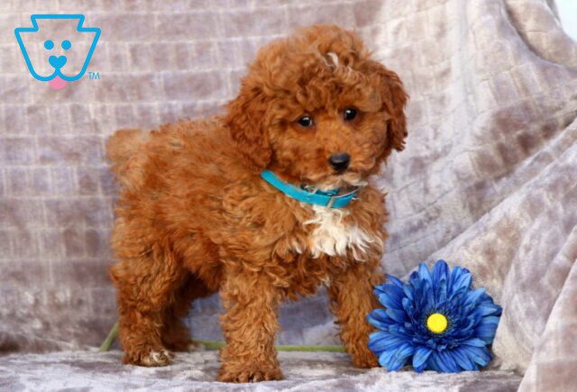 Percy Mini Poodle image