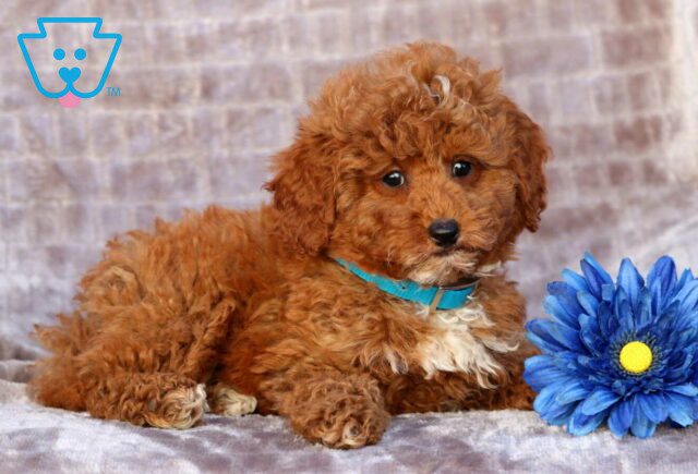 Percy Mini Poodle2 image