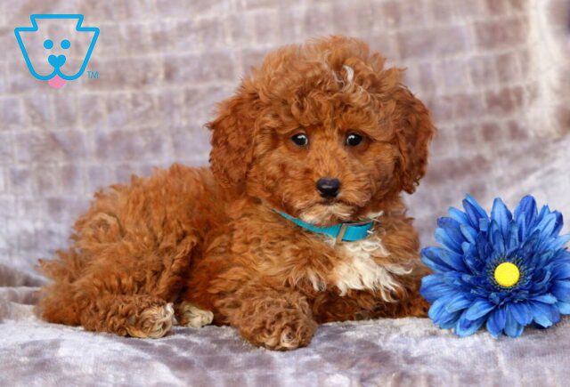 Percy Mini Poodle3 image