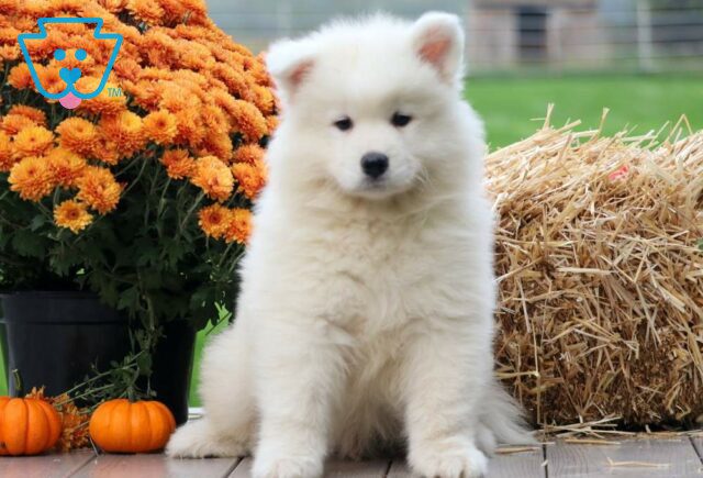 Percy Samoyed image