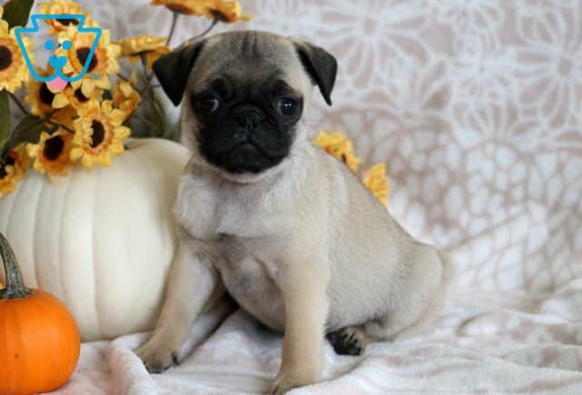 Pilot Pug image