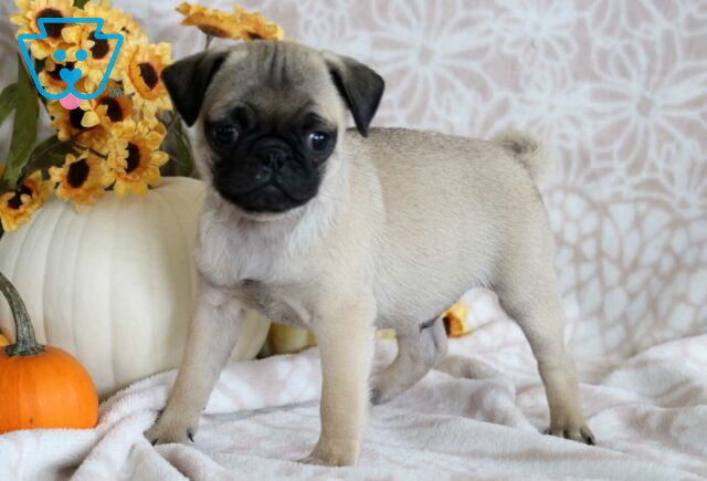 Pilot Pug2 image