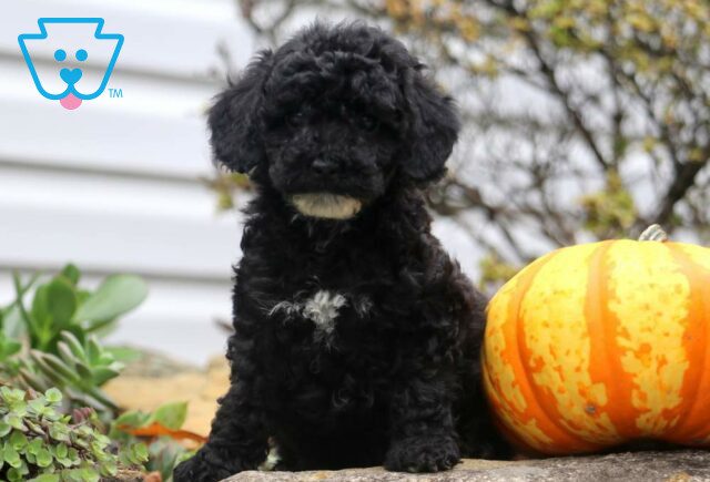 Piper Mini Poodle image